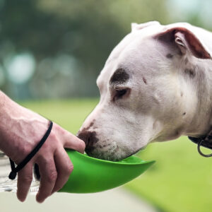 Fold-A-Bowl Portable Pet Water Bottle & Bowl
