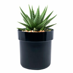 Secret Safe ™ | Flower Pot With Key Lock - Image 2