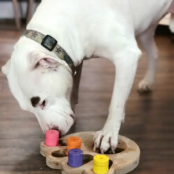 Brainiac Busy Paw™ Interactive Pet Toy - Image 8